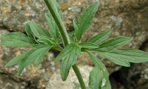 荆芥种植技术