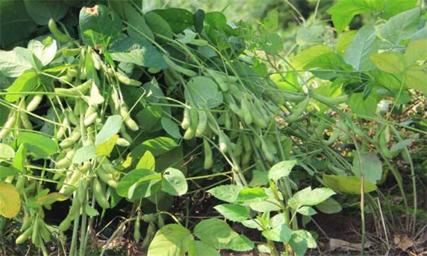 黑豆种植整地施肥