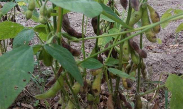 黑豆的种植时间与方法