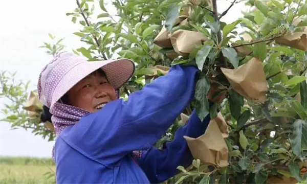 苹果套袋的时间