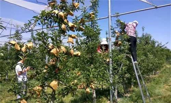 苹果套袋的技术要点