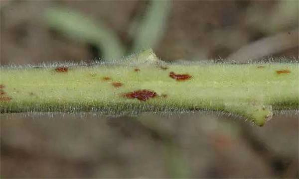 芝麻茎点枯病