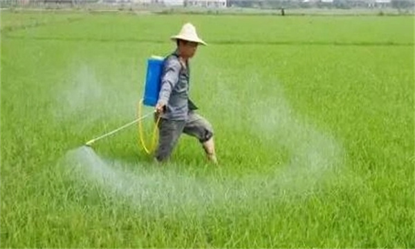 直播稻田怎么除草