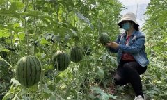 大棚种植条件下如何栽培夏秋季西甜瓜？