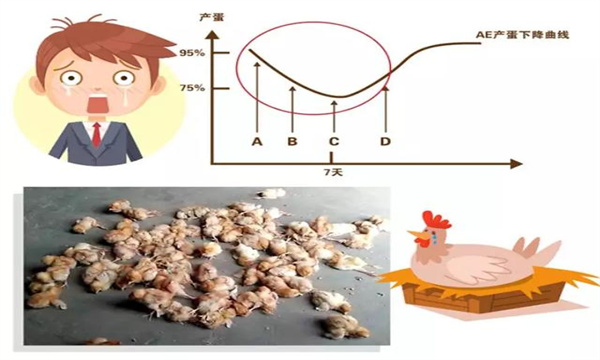 产蛋曲线和标准产蛋曲线