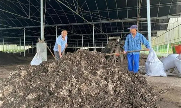 怎样用废棉渣种草菇