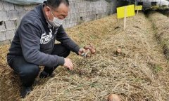 如何用稻草栽培大球盖菇，长不快的原因是什么