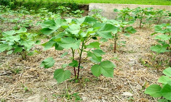 棉花出苗不齐问题