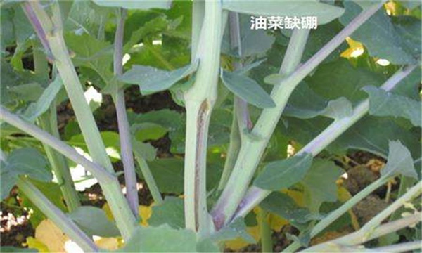 油菜缺硼防治方法