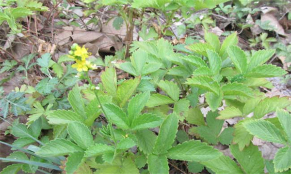 仙鹤草产地在哪里