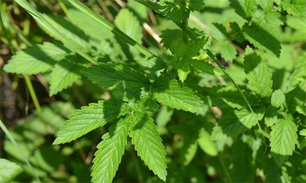 仙鹤草种植技术