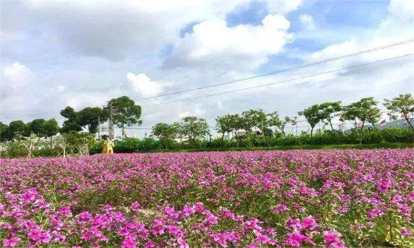 长春花生长期施肥