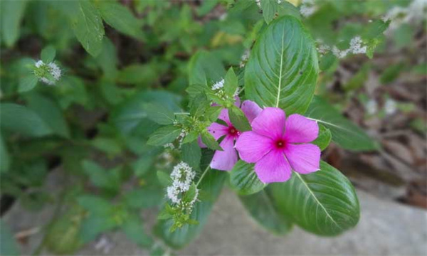 长春花播种时间