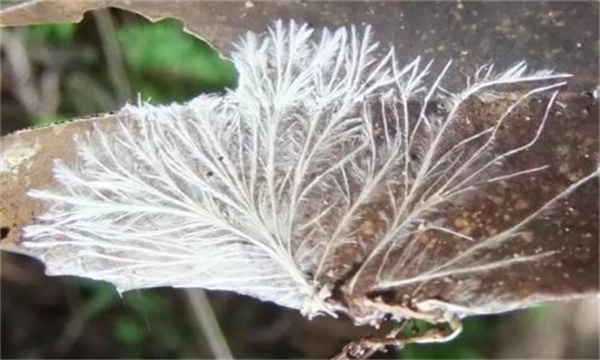 食用菌菌丝萎缩原因及防治方法