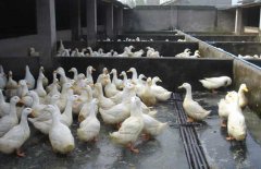 肉鸭的营养需求特点和饲料配制原则简介