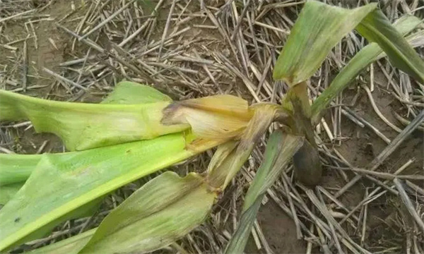 玉米细菌性茎腐病的防治方法