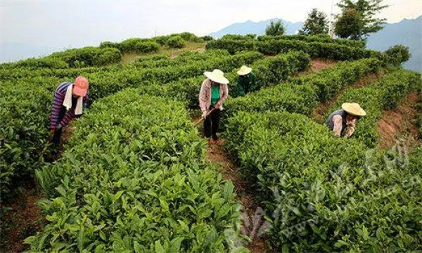 新建茶园应注意哪些问题