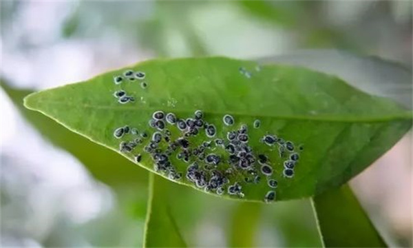 黑刺粉虱