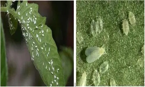 大棚白粉虱的为害症状