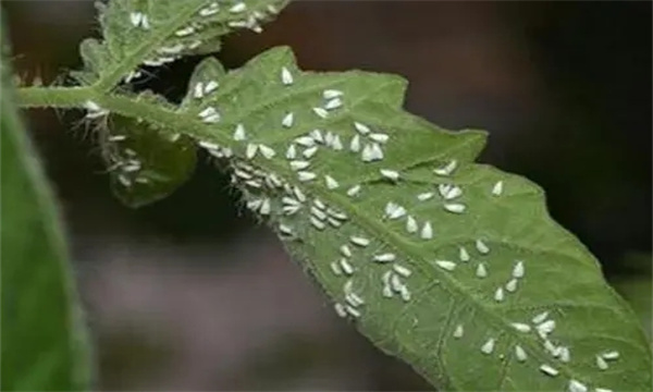 如何防治大棚白粉虱