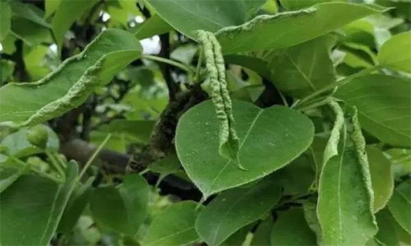 苹果上的食叶害虫主要有哪些