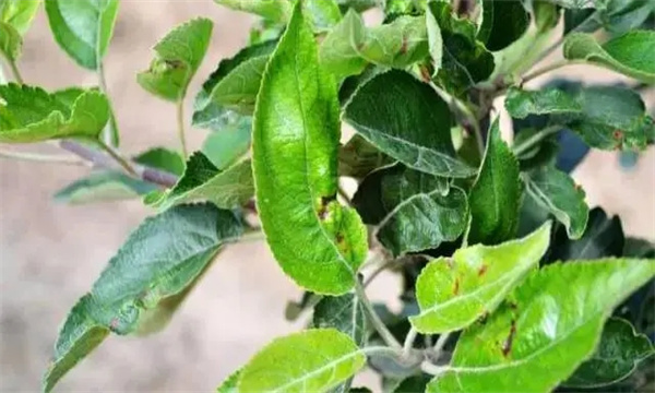 苹果上的食叶害虫