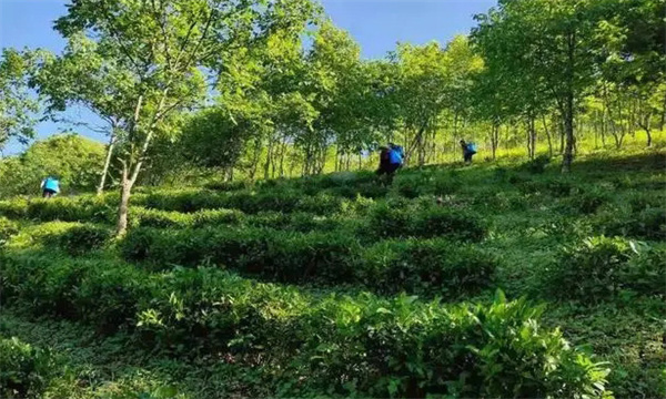 怎样种植茶园生态树