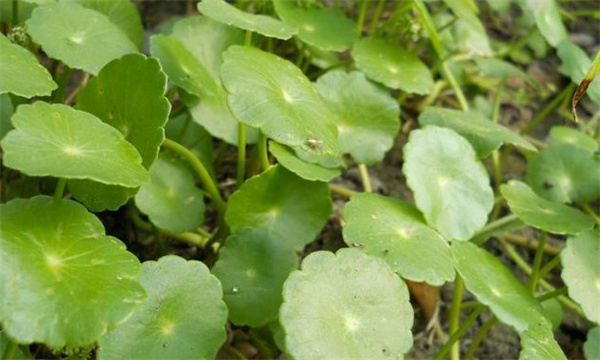 香菇草和铜钱草区别