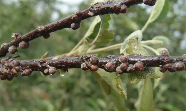 苹果介壳虫