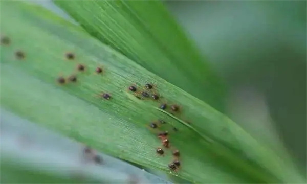 红蜘蛛主要为害症状