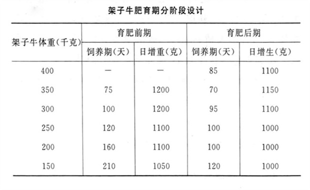 架子牛育肥分阶段设计