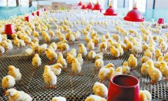 鸡场降低饲料费用的具体方法与措施