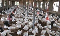 控制好养殖环境，有效降低鸡场用药成本