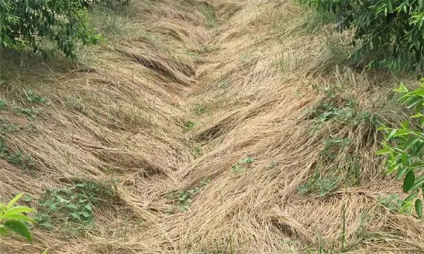 利用茅草种植食用菌