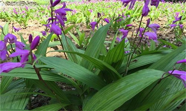 种植白芨常见问题