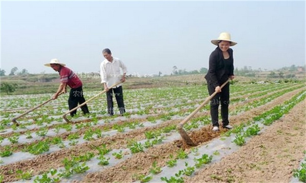 黑花生栽培土壤