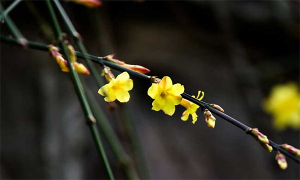 迎春花灰霉病