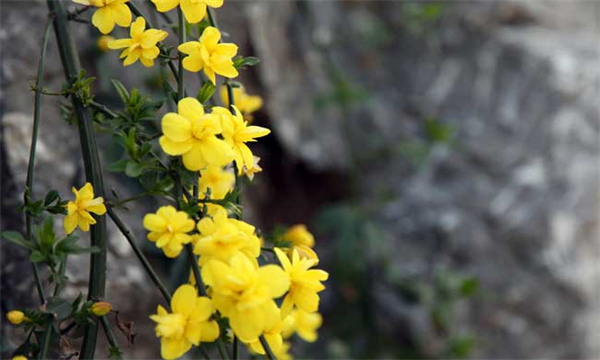 迎春花褐斑病