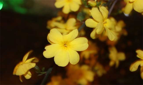 迎春花的压条繁殖方法