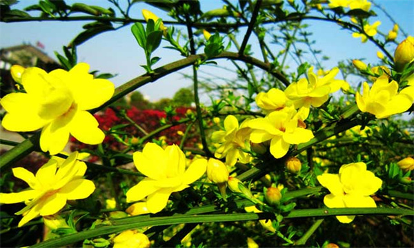 其他花卉的开花时间