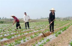 种植黑花生要注意些什么问题？