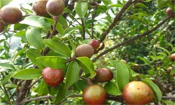 油茶树种植注意事项