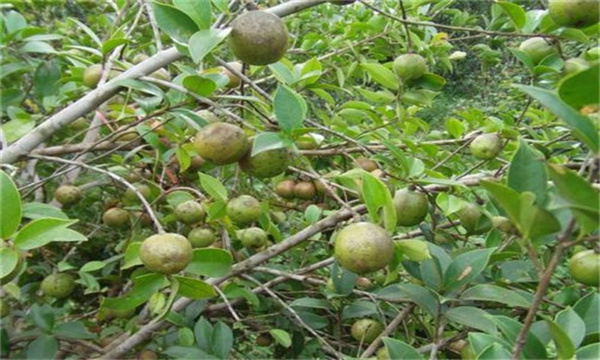 油茶树修剪