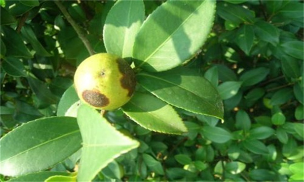 油茶炭疽病