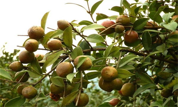 油茶树松土除草