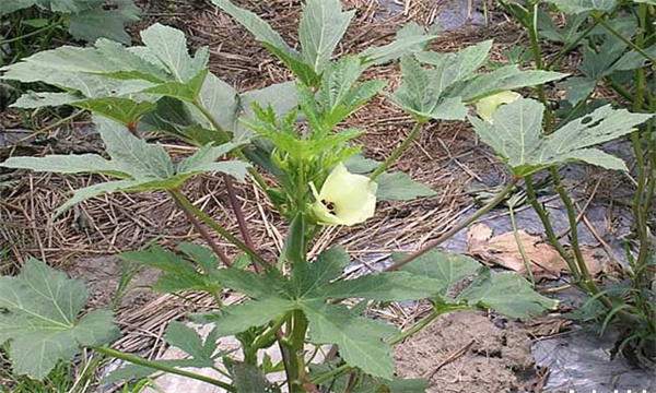 黄秋葵的种植方法