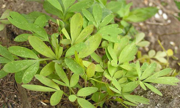 延胡索种植效益