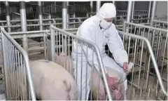 猪人工授精时母猪的输精方法及适宜的输精次数