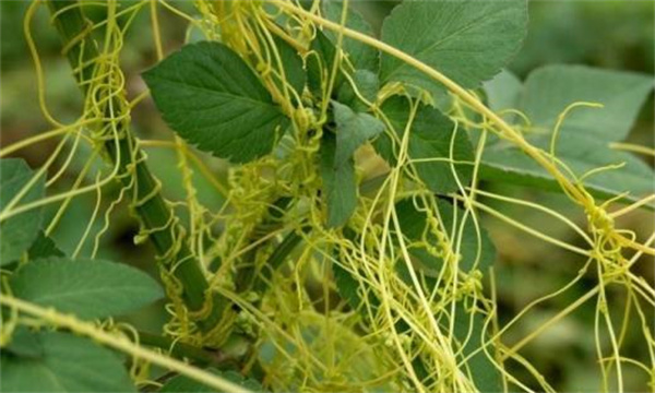 大豆寄生性杂草菟丝子的防治技术