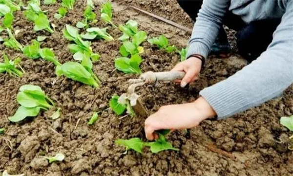 大白菜育苗移栽方法